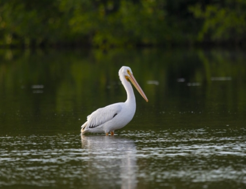 The J.N. “Ding” Darling National Wildlife Refuge