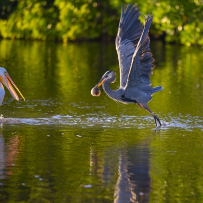 Bird at Ding Darling Nature Preserve on Sanibel Island