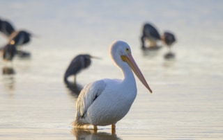 sanibel kayaking bird