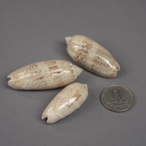 Olive Shells - Sanibel Island
