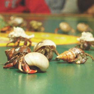 crab racing at the Crow's nest on captiva island