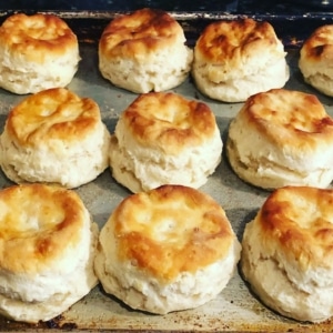 biscuits from the Pecking order on Sanibel