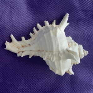 lace murex sanibel shells