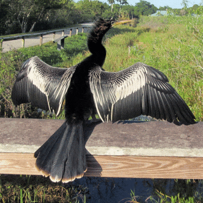 Anhinga