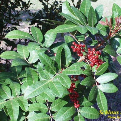 Brazilian pepper plant invasive Sanibel