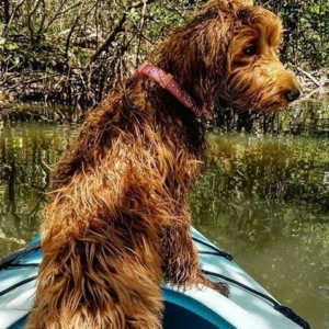 Dog on a kayak on Sanibel Island