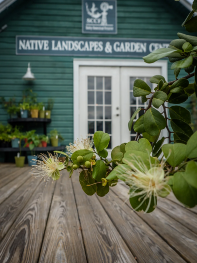 native landscapes & garden Center Native Landscapes & Garden Center